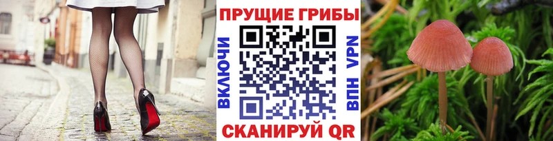 Псилоцибиновые грибы Psilocybine cubensis  MEGA ссылки  Гаджиево 